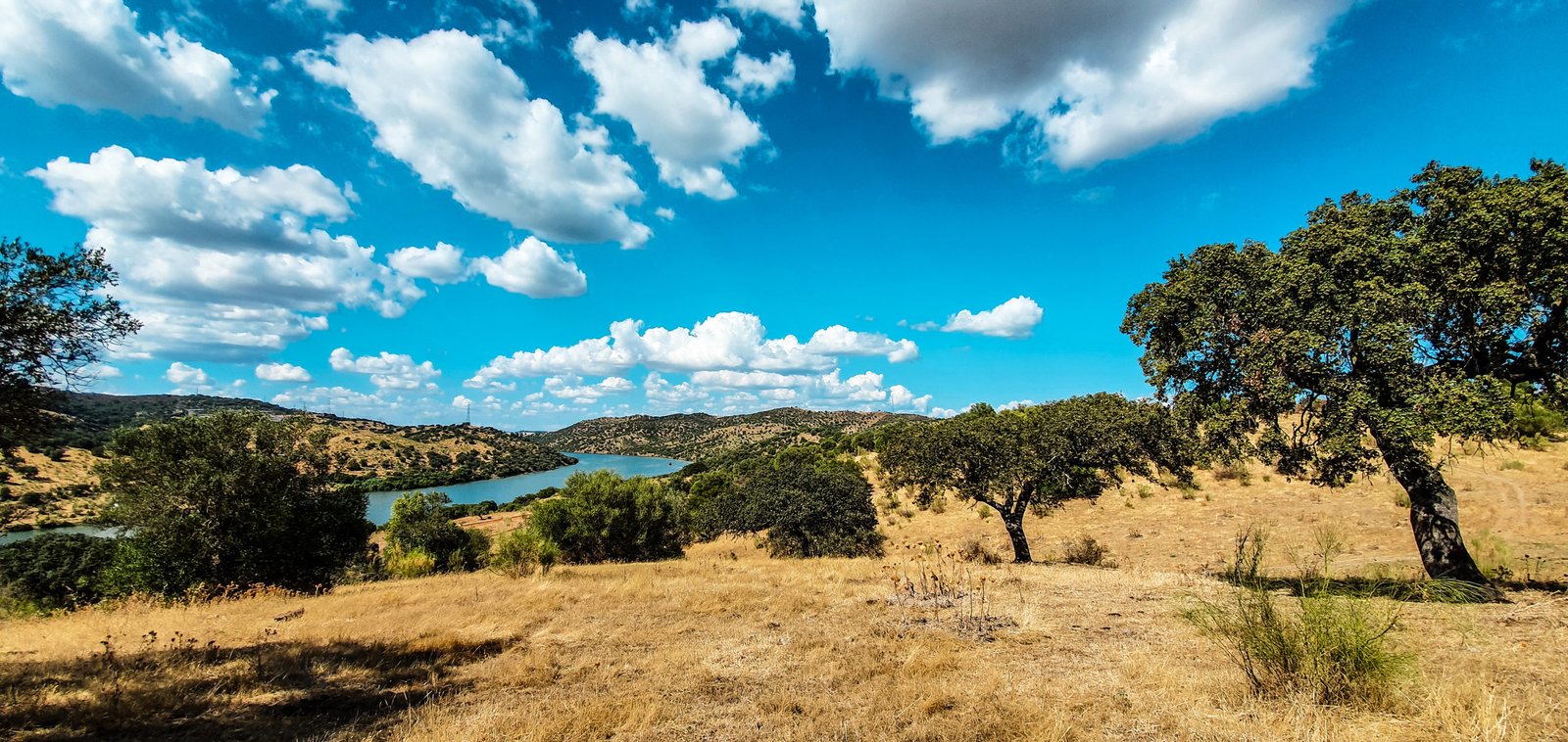 Montado landscape with cork oaks