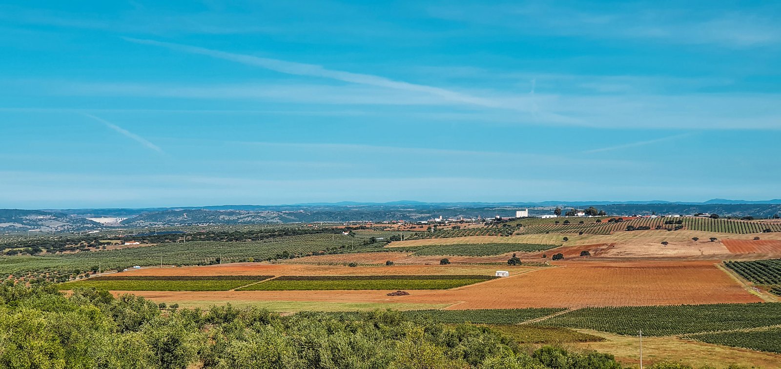 Galeria: Campos agrícolas