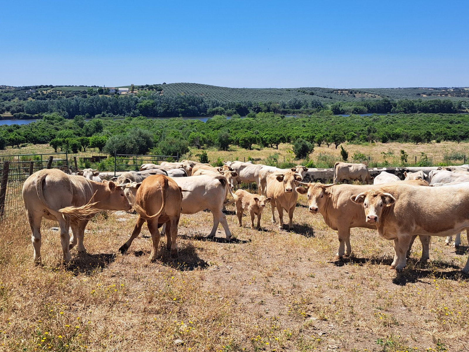 Galeria: Gado em pastagem