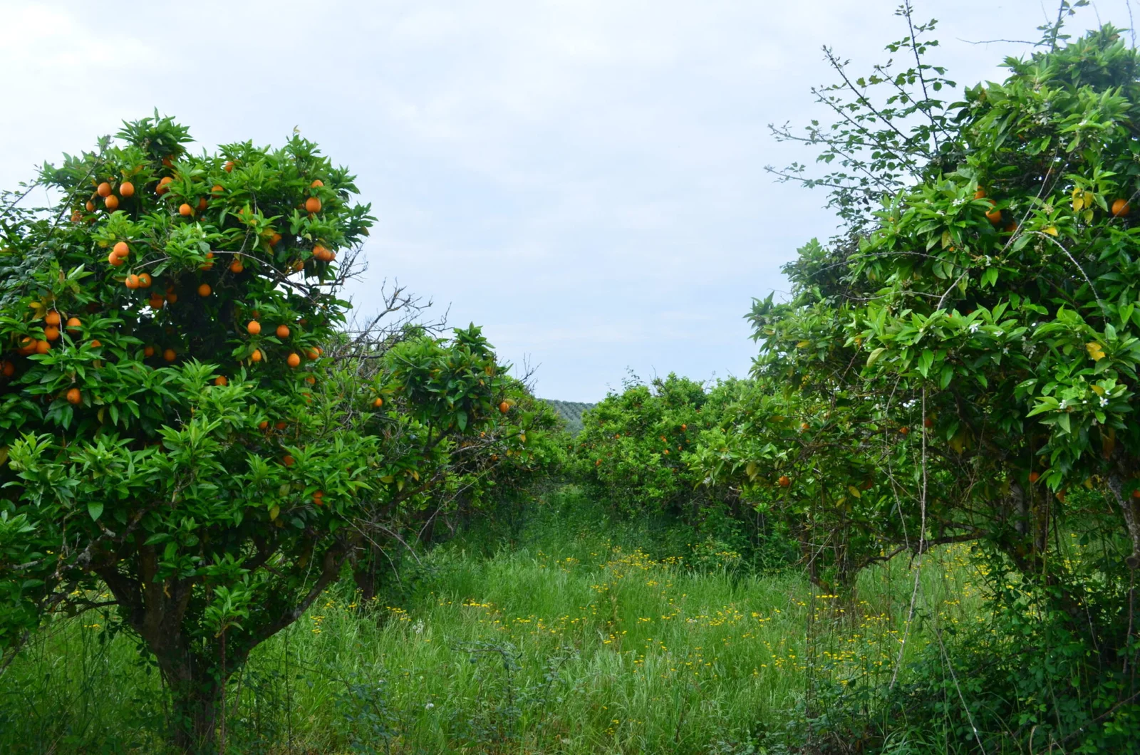 Orange grove in bloom